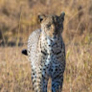 Meet your Posher, Kat